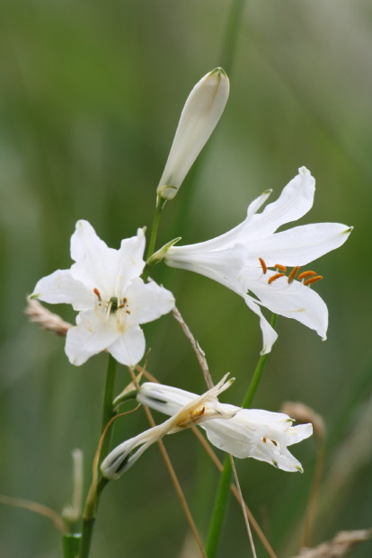 Flora Alpina delle Alpi Occidentali